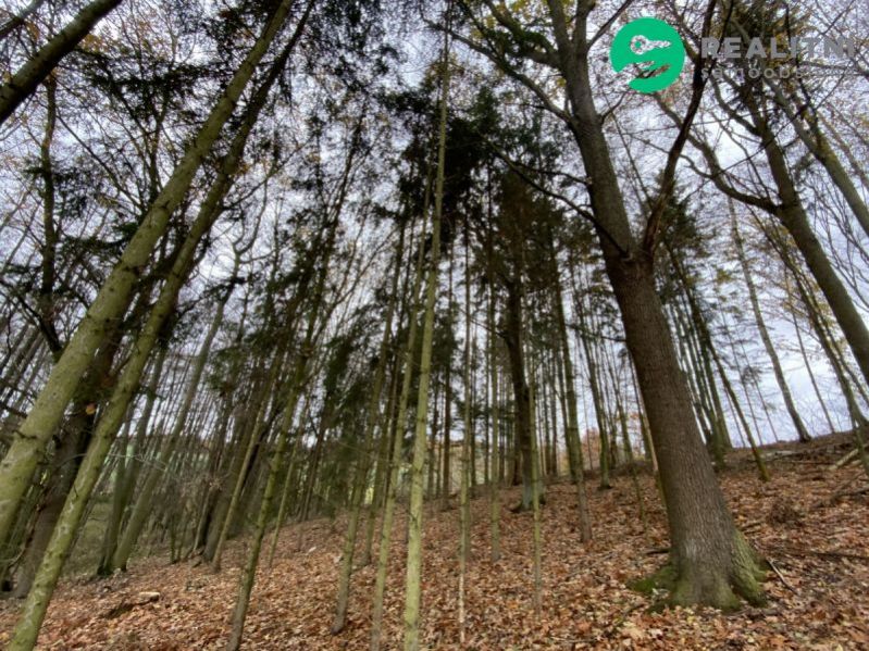 Lesní pozemek Čestín u Jankova, obrázek č. 3