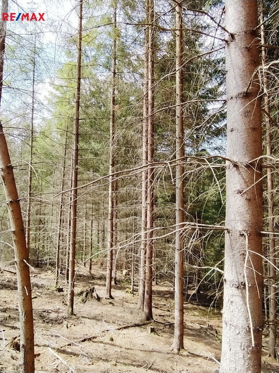 Prodej lesního pozemku 7280 m, Černovice u Tábora, obrázek č. 3