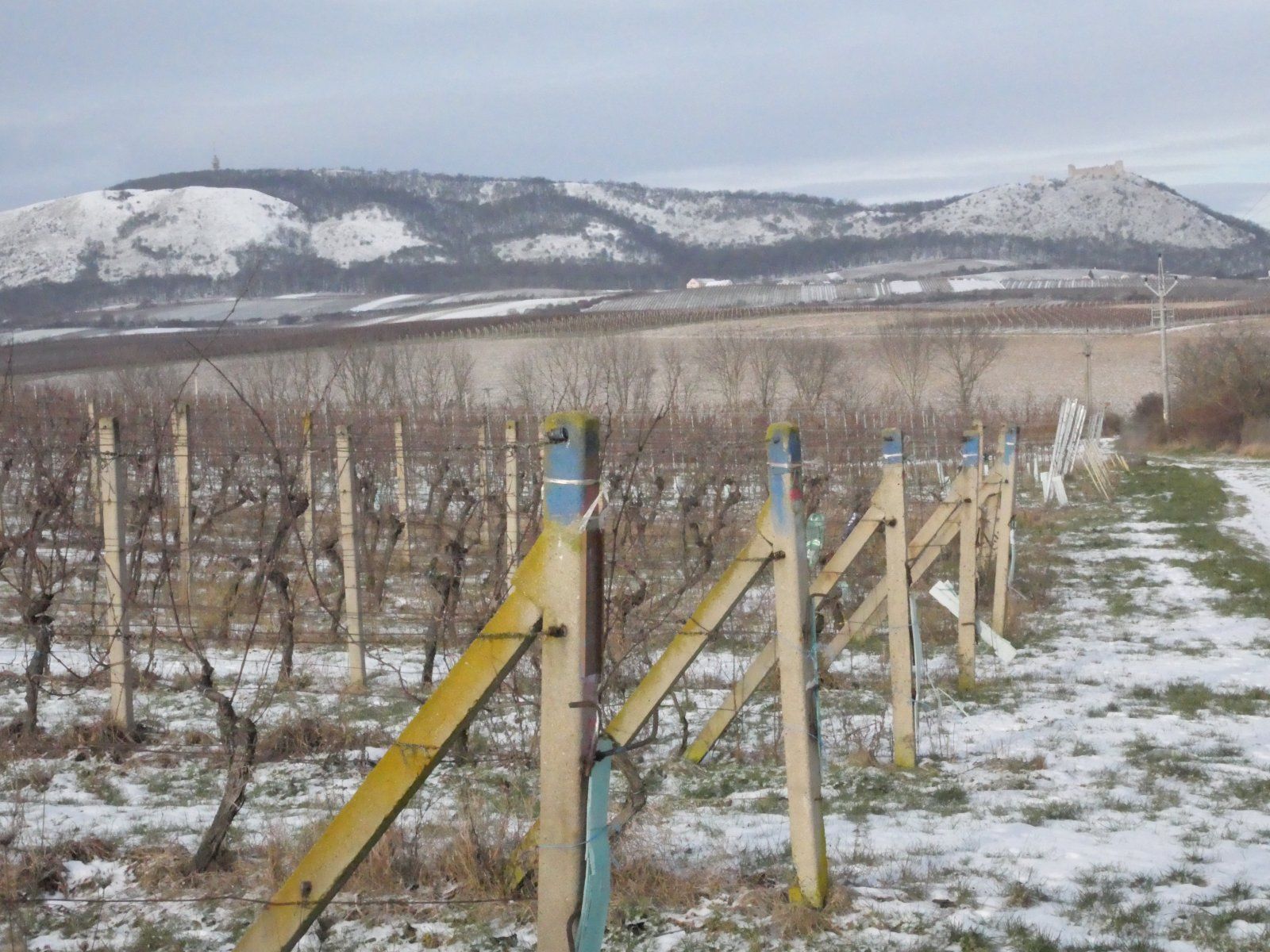 Prodej 2/5 úrodné vinice v malebné lokalitě mezi obcemi Pavlov a Milovice., obrázek č. 1