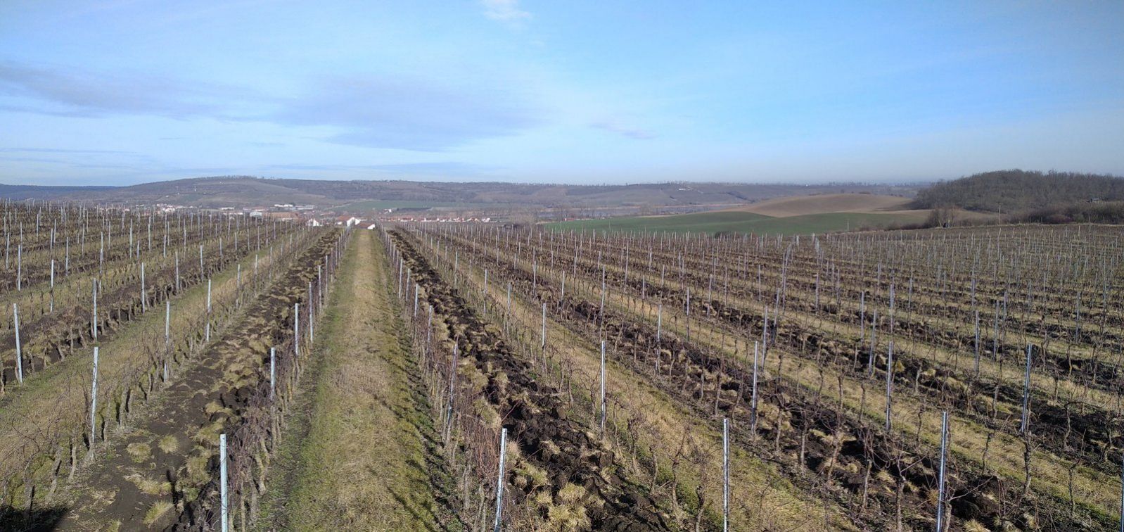 Pronájem pečlivě udržované vinice v Úvalech u Valtic, obrázek č. 1