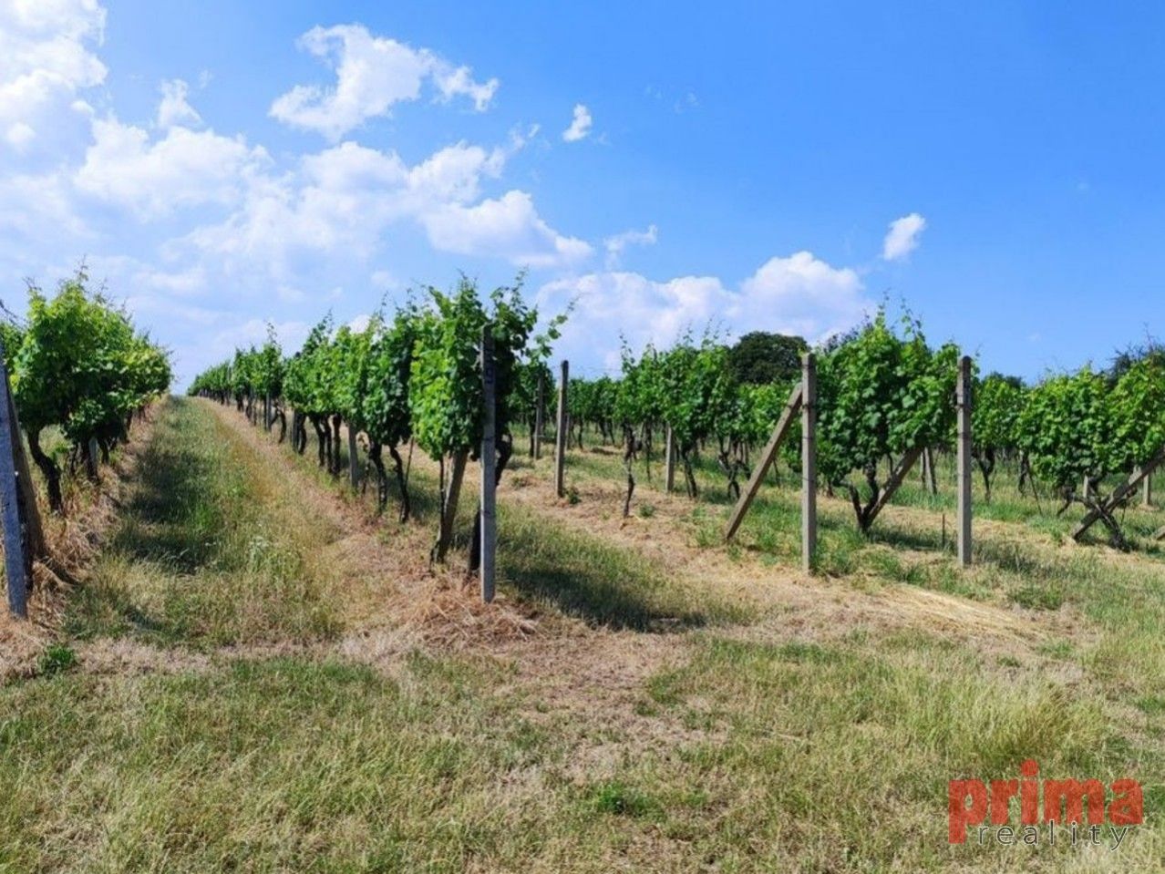 Prodej, vinice, Uherské Hradiště - Mařatice, 4.790m2, obrázek č. 2