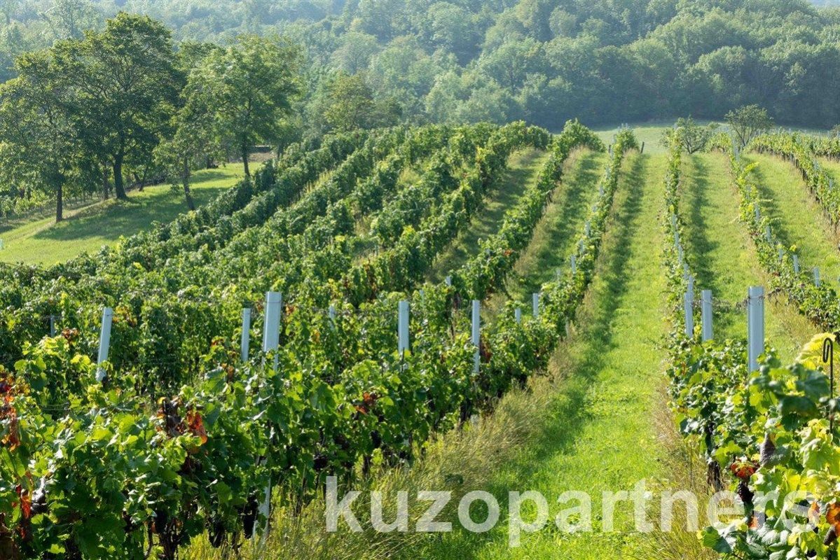 Prodej osázené vinice, louky a změdělské půdy v Horních Věstonicích, obrázek č. 2