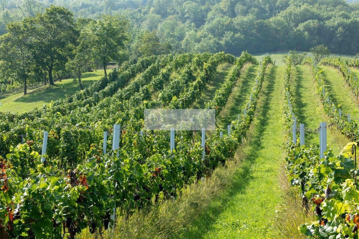 Prodej osázené vinice, louky a změdělské půdy v Horních Věstonicích, obrázek č. 2
