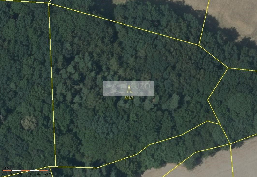 Lesní pozemek 0,6 ha v obci Mohelnice. Zdravý, smíšený porost- 75 let, plné zakmenění, obrázek č. 2