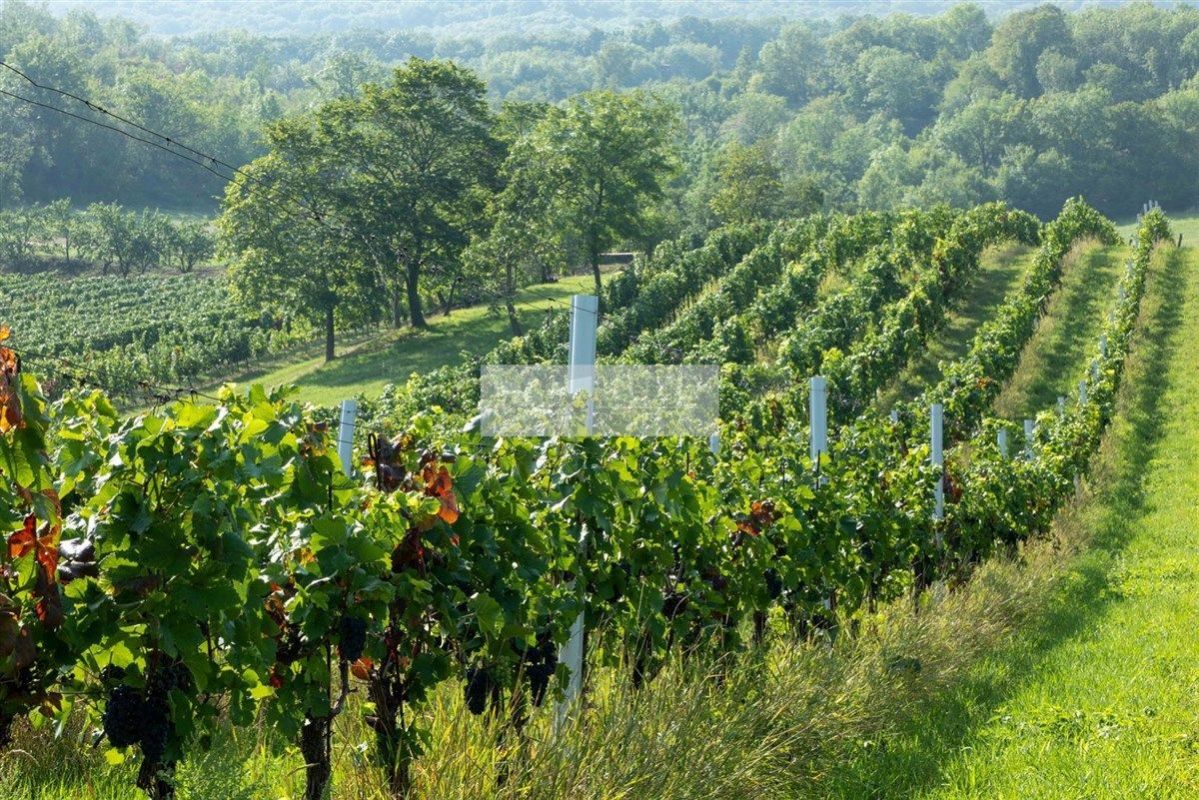 Prodej osázené vinice, louky a změdělské půdy v Horních Věstonicích