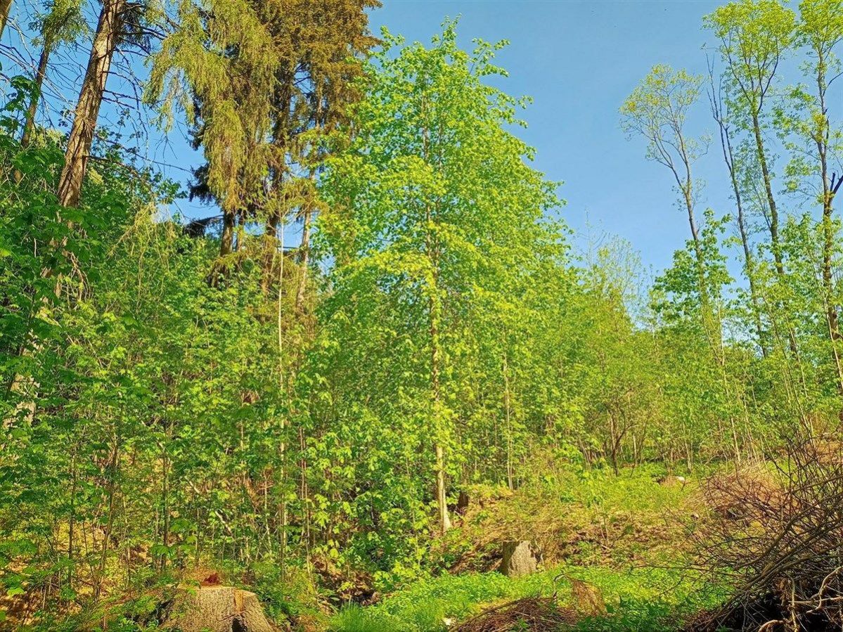 Prodej lesa u obce Jedlová, obrázek č. 1
