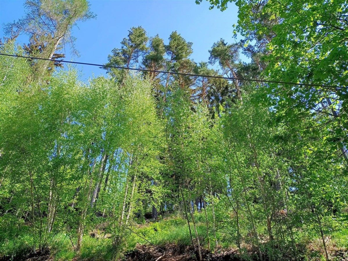 Prodej lesa u obce Jedlová, obrázek č. 2