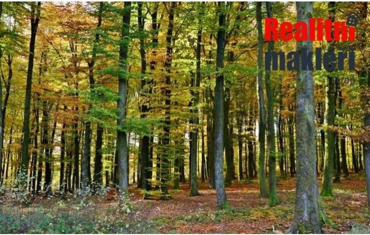 Prodej lesa, 8 956 m2, Mladý Smolivec - Dožice