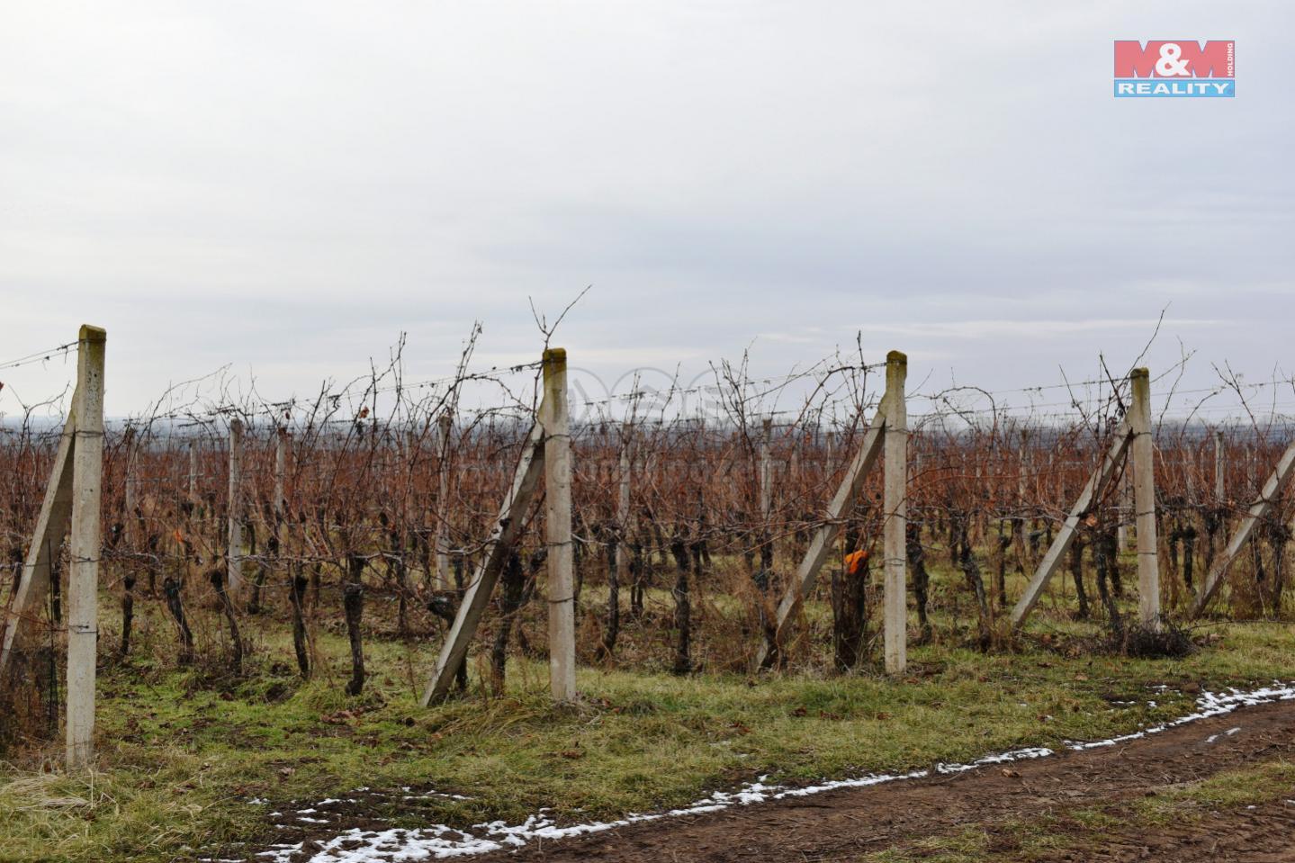 Prodej vinice, 9811 m, Moravský Žižkov, obrázek č. 3