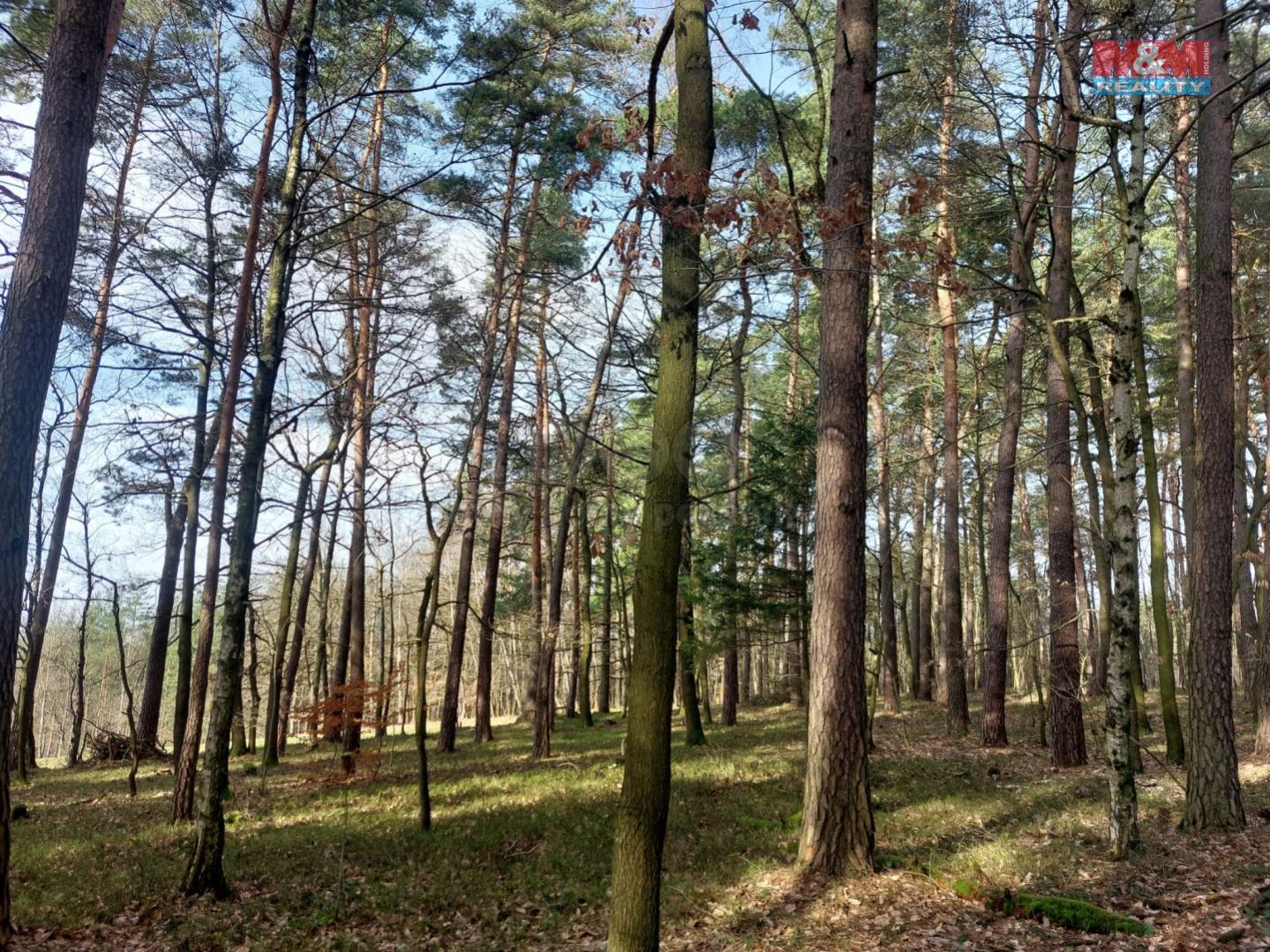 Prodej lesa, 4924 m, Paceřice, obrázek č. 3