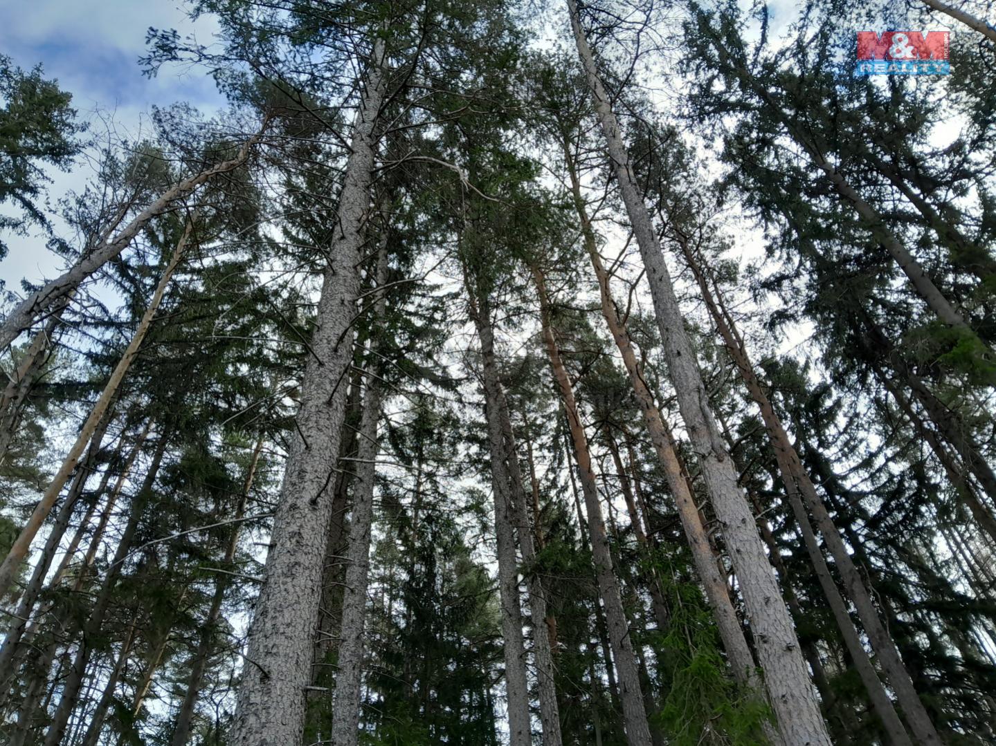 Prodej lesa, 5083 m, Zálezly - Setěchovice, obrázek č. 3