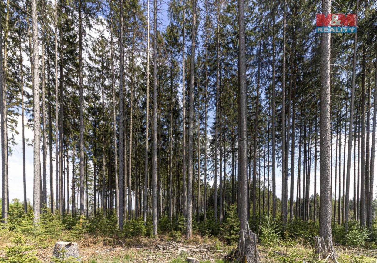 Prodej lesa, 11614 m, Třebětín, obrázek č. 3