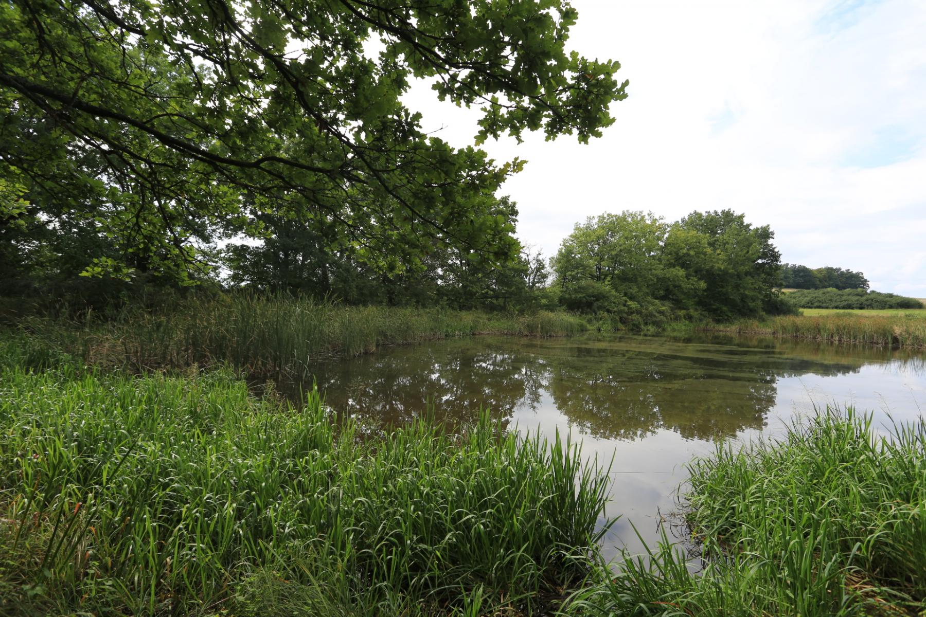 Prodej rybníku 0,9 ha v k.ú. Tochovice s 1 ha přilehlých pozemků, obrázek č. 2