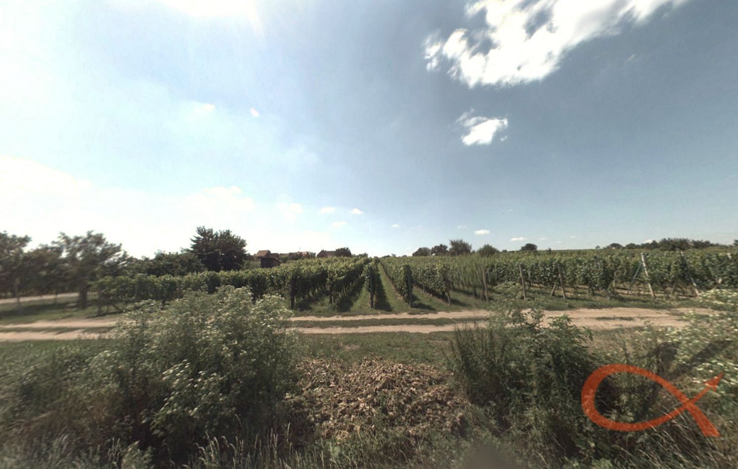 Prodej vinohradu, Vacenovice, obrázek č. 3