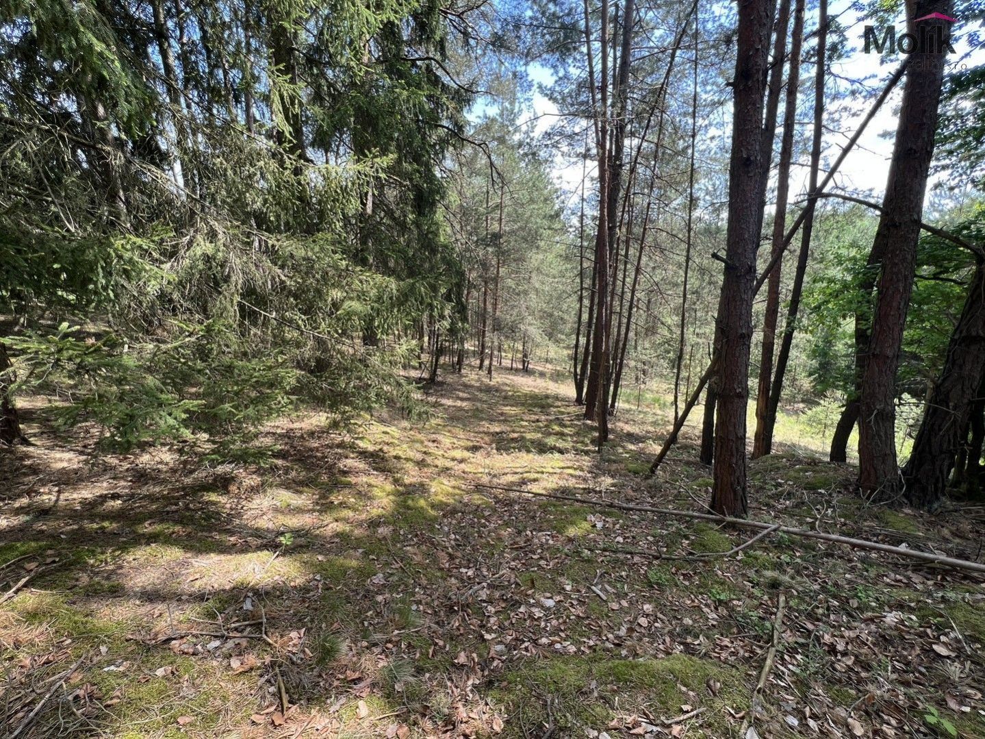 Prodej lesa, OV, 2 123 m2, Kadov - Vrbno, obrázek č. 2