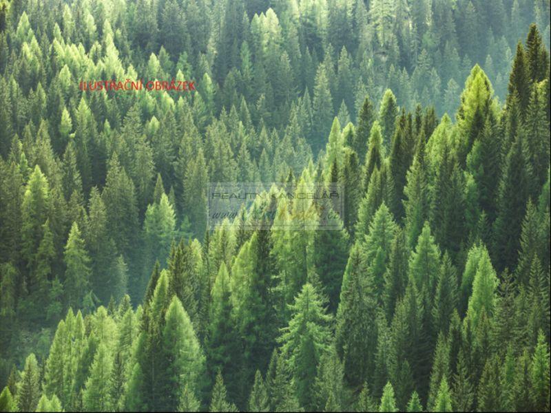 Dražba souboru lesních pozemků o celkové výměře 35625 m2 v k.ú. Rovensko, obrázek č. 2