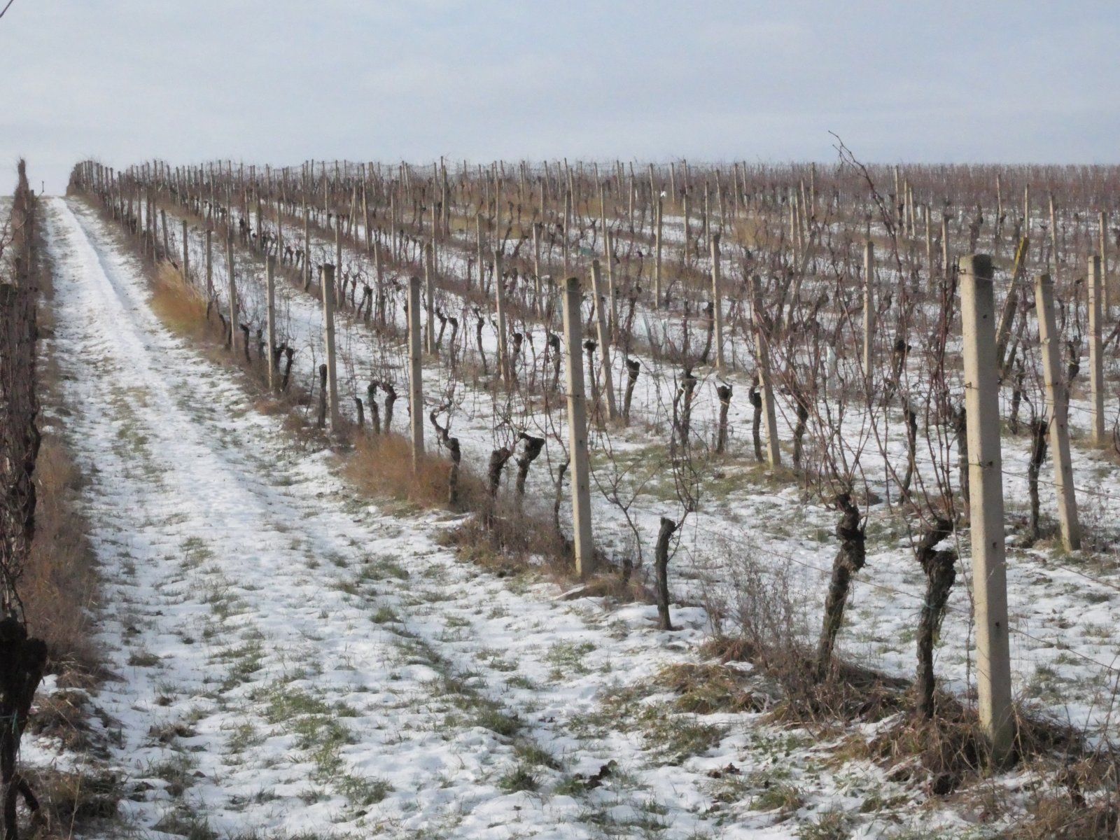Prodej 2/5 úrodné vinice v malebné lokalitě mezi obcemi Pavlov a Milovice., obrázek č. 2