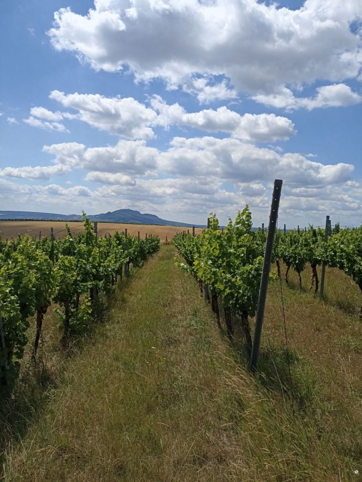 Jedinečná vinice ve vyhlášené lokalitě v obci Starovice