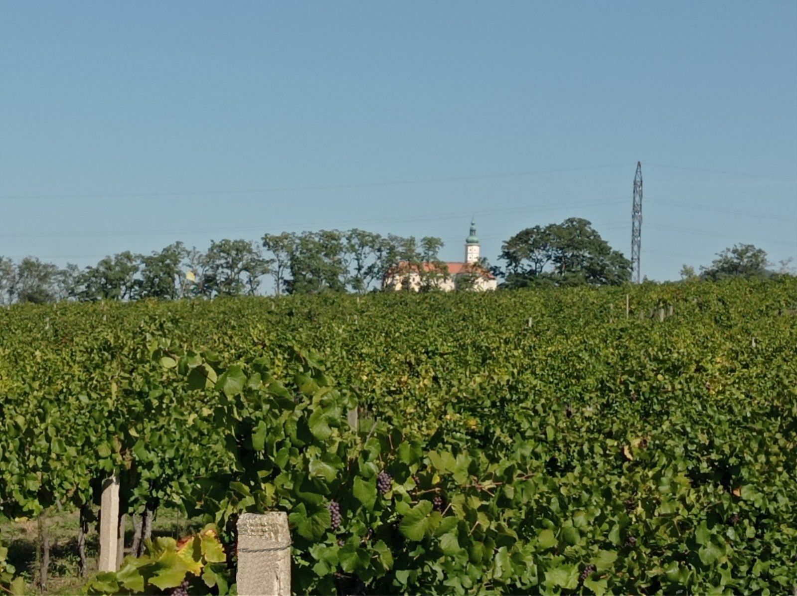 Prodej slunné vinice na jižním svahu v Mikulově, obrázek č. 3