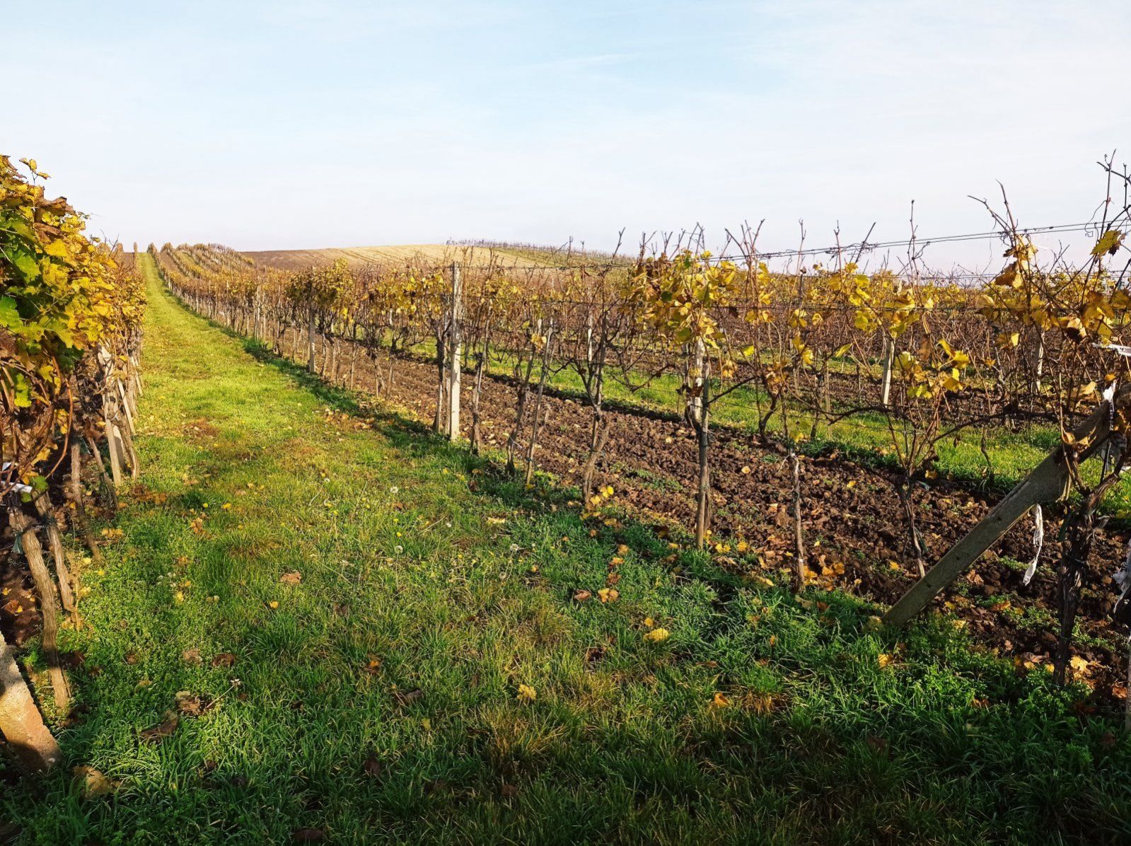 Prodej precizně udržované vinice s jižní expozicí v Dolních Dunajovicích