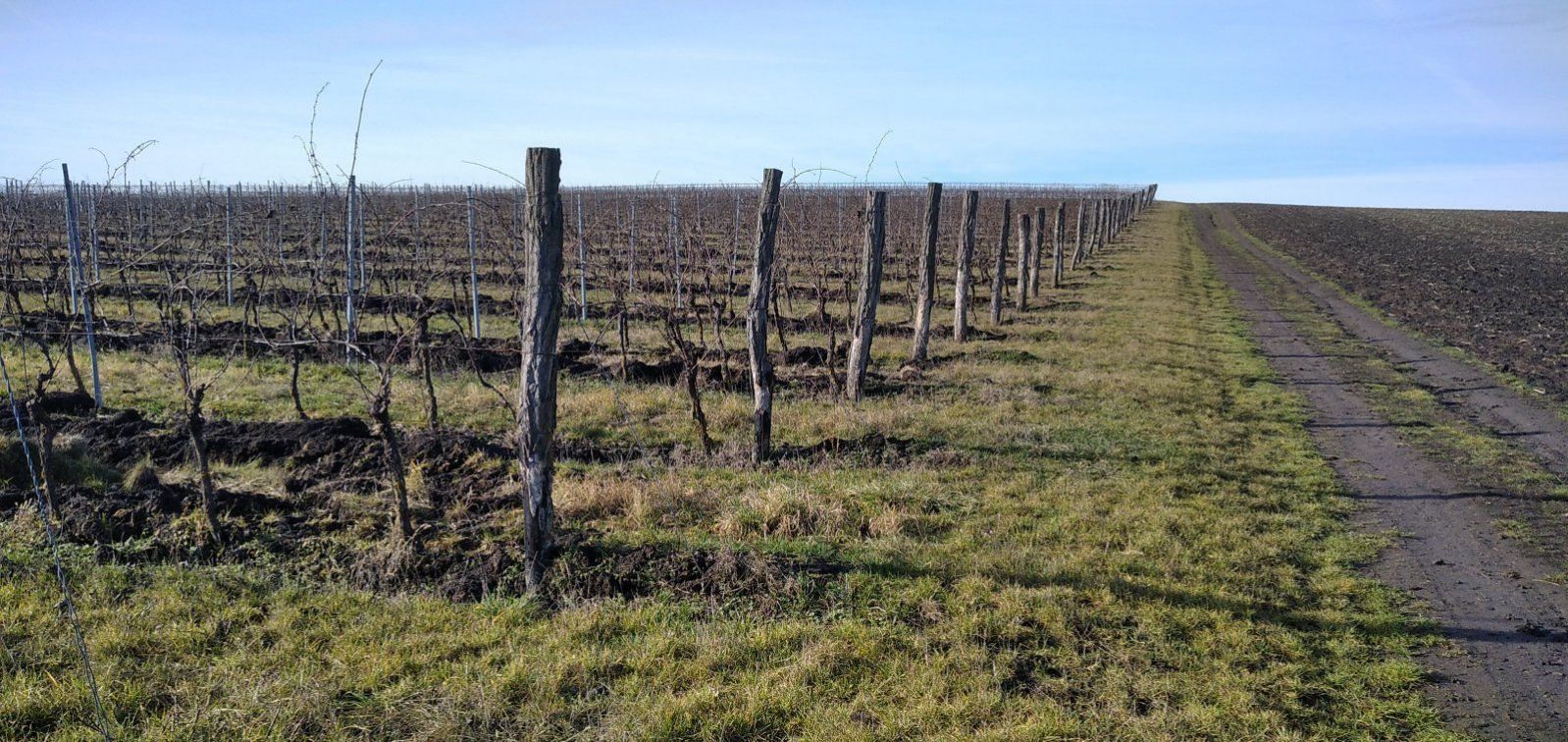 Pronájem pečlivě udržované vinice v Úvalech u Valtic, obrázek č. 2