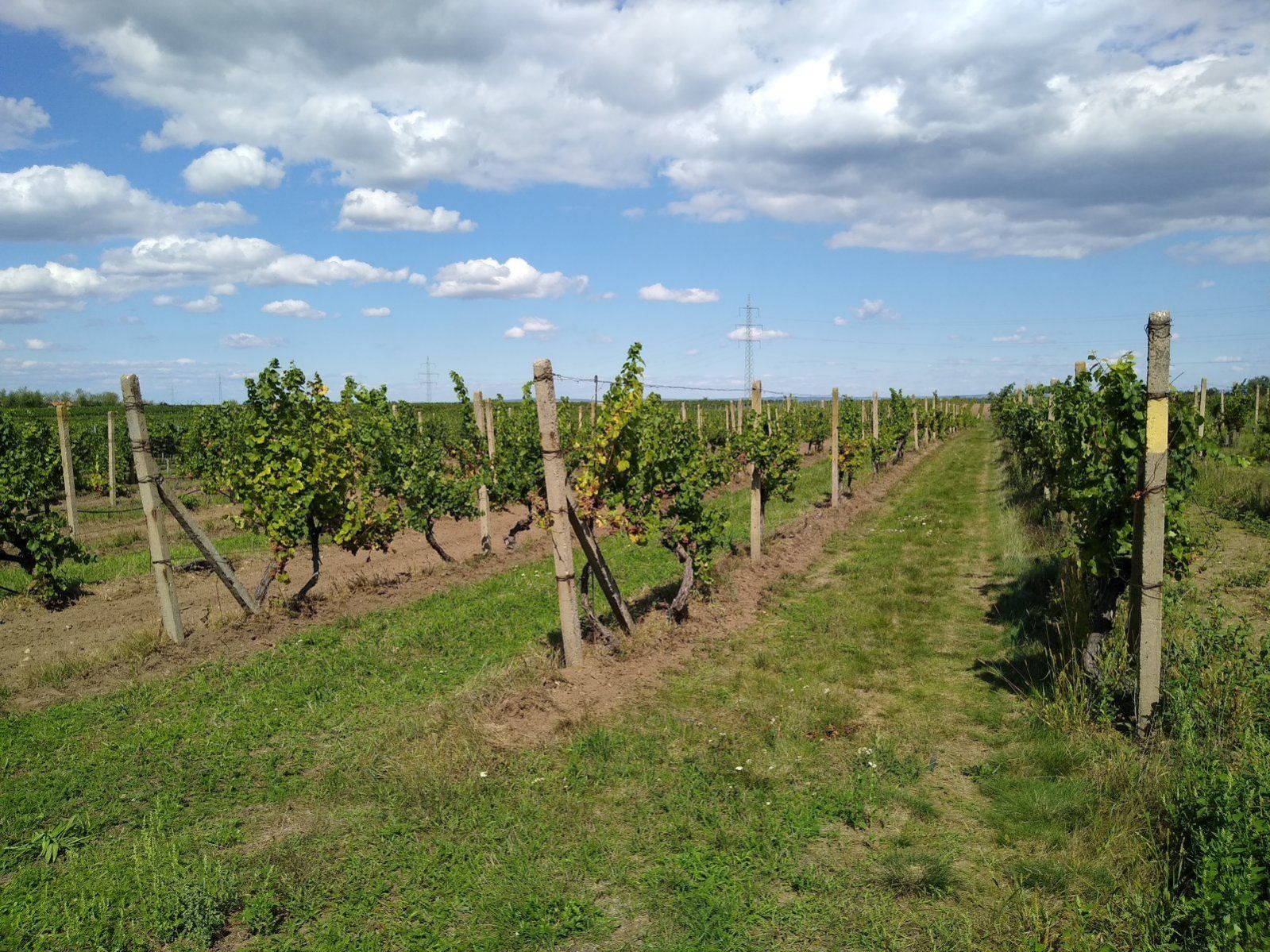 Prodej vinice ve viniční trati "Hájky" ve Valticích, obrázek č. 3