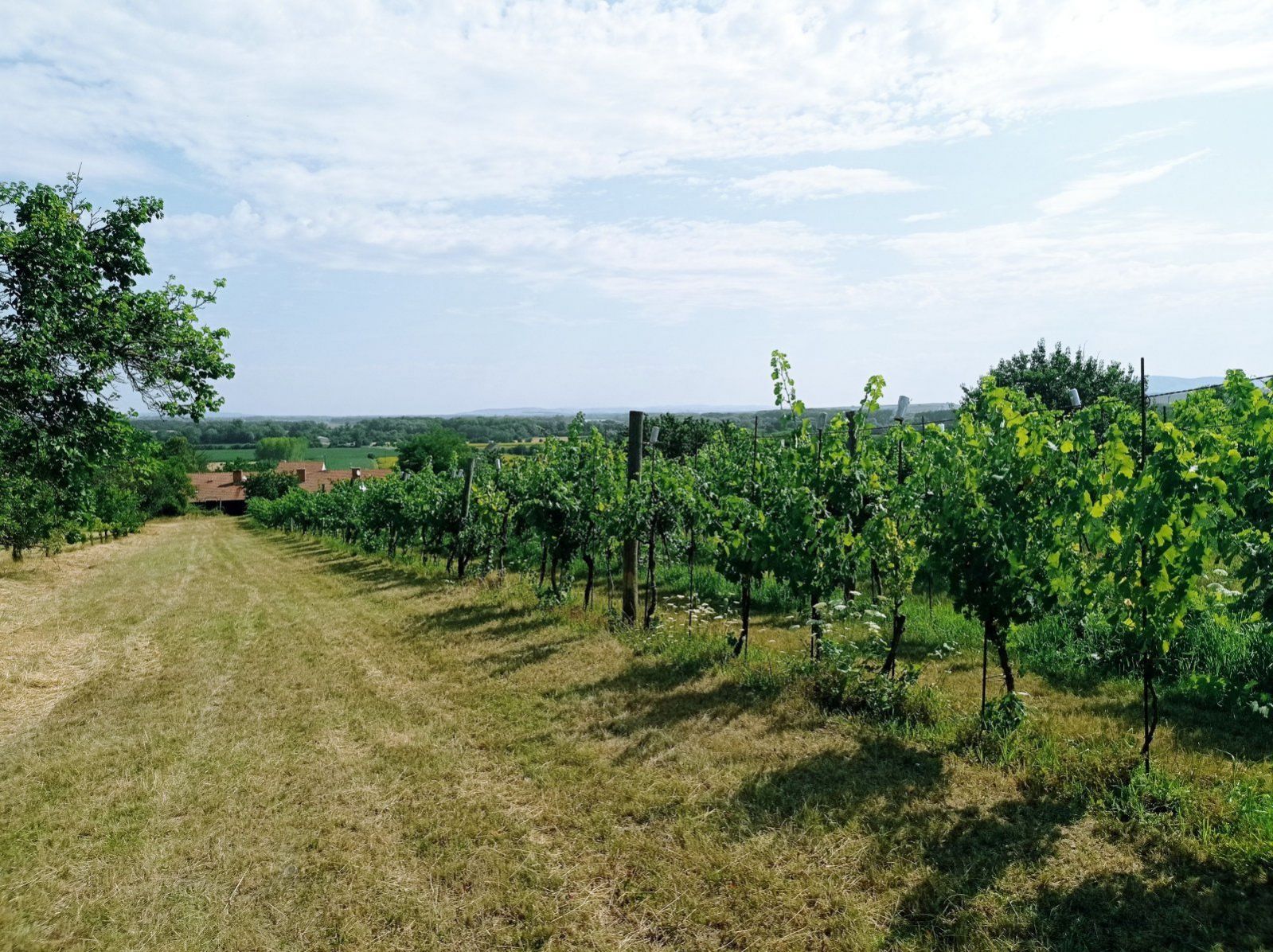 Pozemek k výstavbě vinného sklepa s nástavbou a plně plodící vinicí v Drnholci