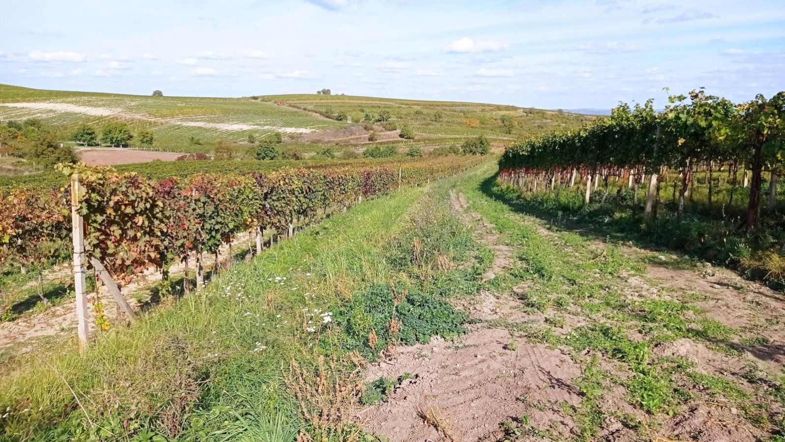 Pozemek určený k výsadbě vinice v Dolních Dunajovicích, obrázek č. 1