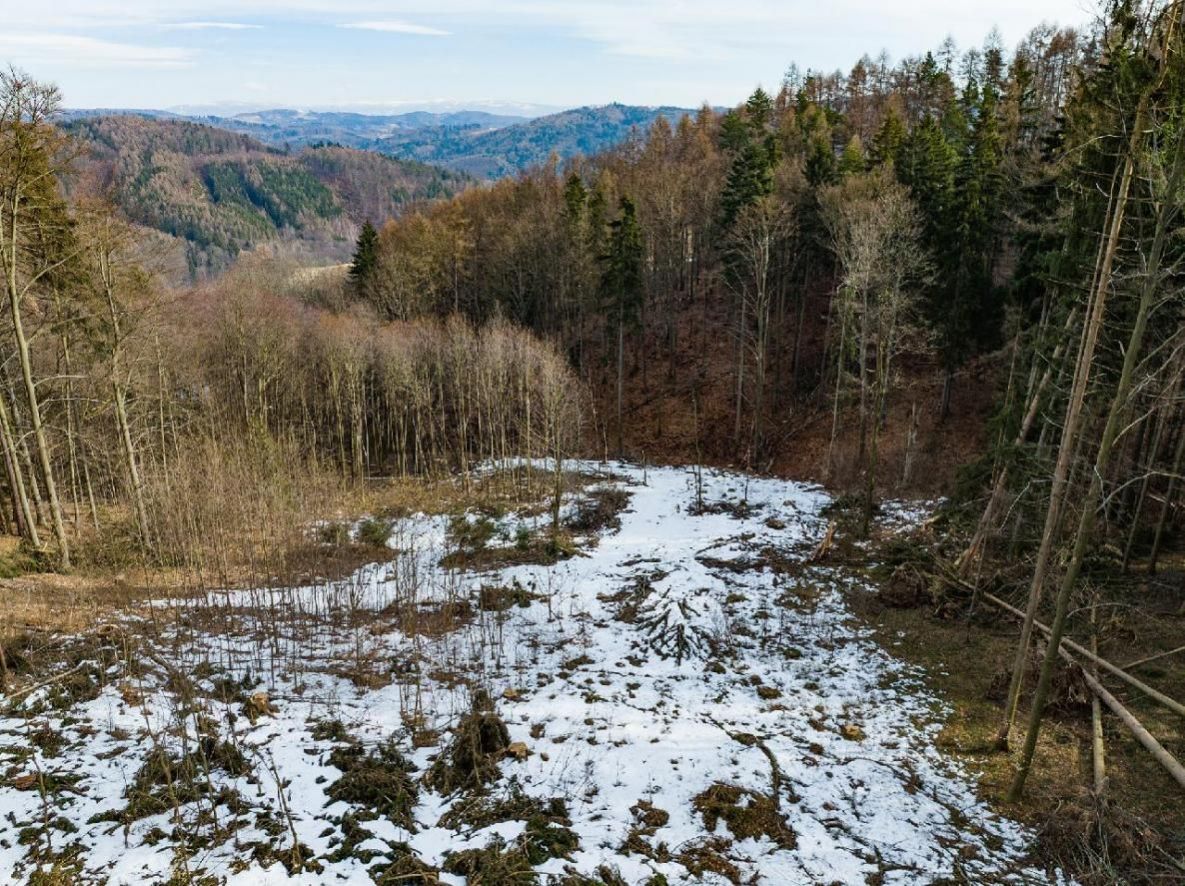 Lesní pozemky o výměře 6 129 m2, podíl 1/1, k.ú. Hostice, okres Olomouc, obrázek č. 3