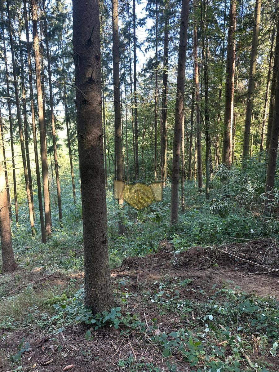 Prodej lesní pozemek Ludkovice, CP 5697 m2, obrázek č. 2