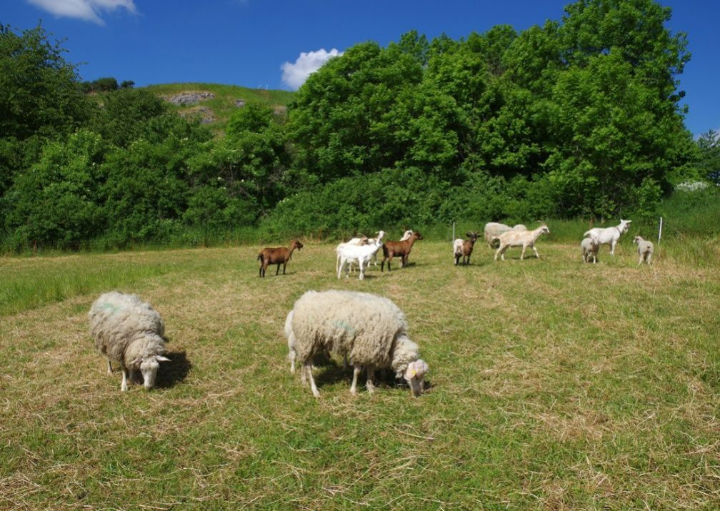 Pronájem pozemku o výměře 2.045 m2 Třebenice - pro chov ovcí, koz, obrázek č. 1